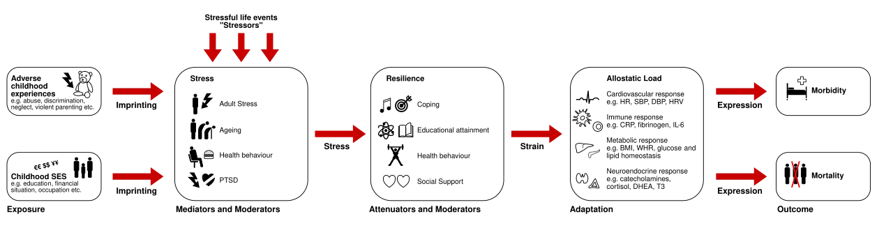 Pathophysiologie der allostatischen Last