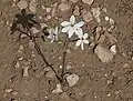 Blüten von Narcissus obsoletus