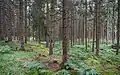 Fichtenbestand im Wald