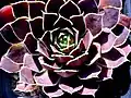 Sempervivum heuffelii 'Almkroon', Züchter: Cornelis Versteeg