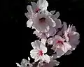 Mandelblüte in Rheinhessen Anfang März