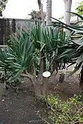 Aloe plicatilis