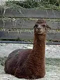 Alpaka