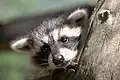 Waschbär