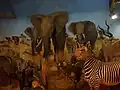Museum Erlebniswelt Afrika