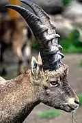 Alpensteinbock