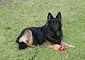 Altdeutscher Schäferhund