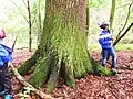 Ca. 300 Jahre alte Eiche am Gänseweiher mit fast vier Metern Umfang
