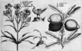 Tafel 10: „Kleine Negelblumen“, Limonen