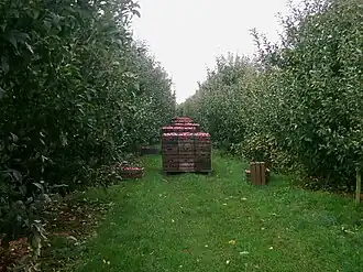Apfelernte in Rübke im Alten Land