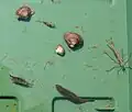 Kleinlebewesen aus dem Altneckar: Asiatische Körbchenmuscheln, dazwischen eine Fliegenlarve, links unten ein Krebschen, rechts unten ein Egel, rechts eine Libellenlarve, vermutlich Calopteryx virgo