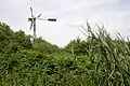 Feuchtgebiet in der Waldlache mit Schilfbestand und Windpumpe (2020)