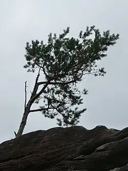 Die jüngere Kiefer