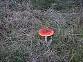 Fliegenpilz aus dem Handewitter Forst