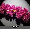 Blüten von Amaranthus caudatus