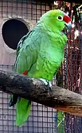 Vergleichfoto einer Diademamazone (Amazona diadema)