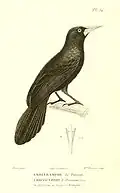 Gelbschnabelkassike Lithografie Prêtre, Gravur Sophie Éléonore Sophie Rebel (* 1790) geb. Massard
