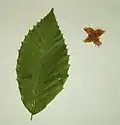 Blatt und Fruchtbecher