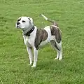 American Bulldog