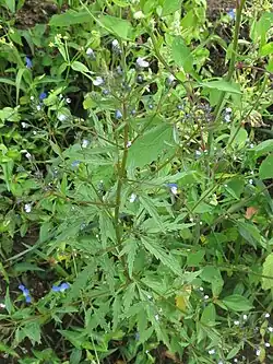 Champignonblume
