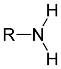 Aminogruppe an Lysin und am N-Terminus