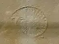 Ammonit Aulacostephanus