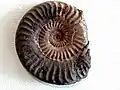 Ammonit Grammoceras thouarsense
