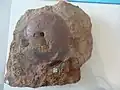 Ammonit Oxycerites