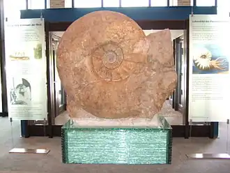 2008 Riesenammonit Parapuzosia, LWL-Museum für Naturkunde Münster