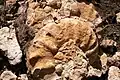 Ammonit mit einem Durchmesser von 40 cm auf einem Fossilienfeld am Kundudo