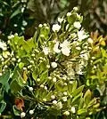 Blüten und Blätter