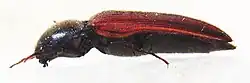 Ampedus sanguinolentus side.JPG