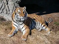 Sibirischer Tiger