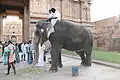 Tempelelefant mit Gläubigen im Brihadisvara-Tempel, Thanjavur, Tamil Nadu