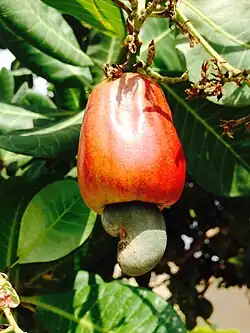 Cashewapfel mit Cashewfrucht