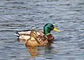 Stockente
