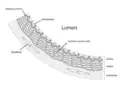 Anatomie der arteriellen Wand