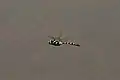 Rückansicht eines fliegenden Männchens