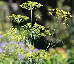 Dill