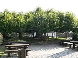 Angerlinde, etwa 375 Jahre altes Wahrzeichen von Neustadt