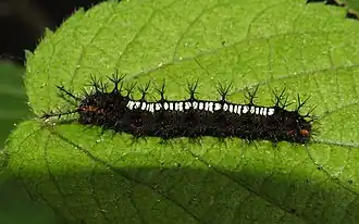 Raupe dorsal