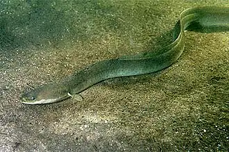 Europäischer Aal (Anguilla anguilla)