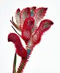 Knospig