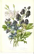 Akeleien und Feldrittersporne aus Wild Flowers