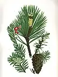 Waldkiefer, Gemeiner Wacholder und Europäische Eibe aus The Flowering Plants of Great Britain