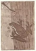 Der Frosch