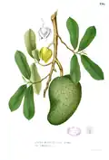 Zweig, Blätter, Blüte und Frucht