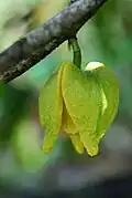 Blüte (Martinique)
