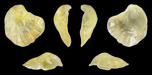 Gelbe Form