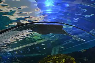 Bahamas-Sägehai über Unterwassertunnel